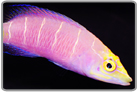 Mystery Wrasse